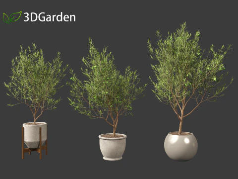 Olea europaea - Common olive 3D Model