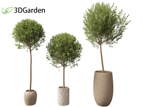 Olea europaea - Common olive 3D Model