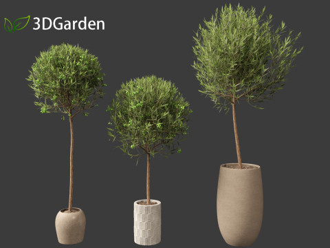 Olea europaea - Common olive 3D Model