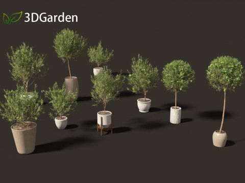 Olea europaea - Common olive 3D Model