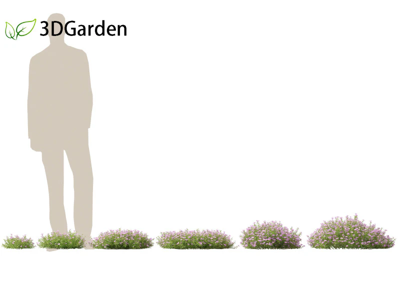 Phlox subulata - flox rastejante 01 Modelo 3D .c4d .max .obj .3ds .fbx .stl .blend 