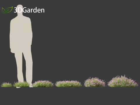 Phlox subulata - creeping phlox 01 3D 모델