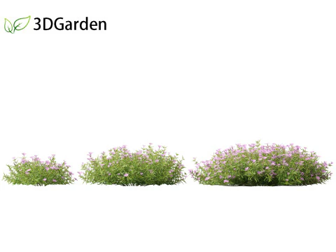 Phlox subulata - flox rastejante 01 Modelo 3D