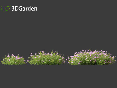 Phlox subulata - creeping phlox 01 3D 모델