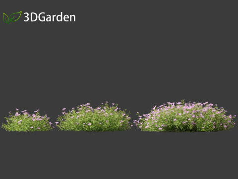 Phlox subulata - flox rastejante 01 Modelo 3D