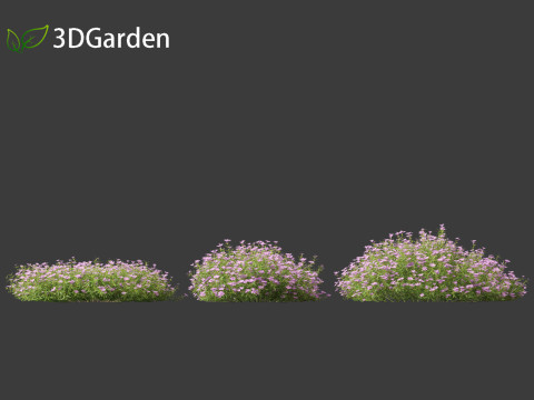 Phlox subulata - creeping phlox 01 3D 모델