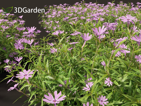 Phlox subulata - creeping phlox 01 3D 모델