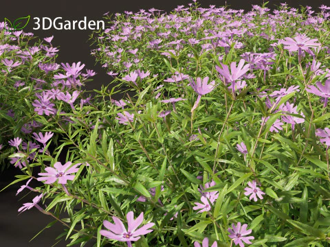Phlox subulata - flox rastejante 01 Modelo 3D
