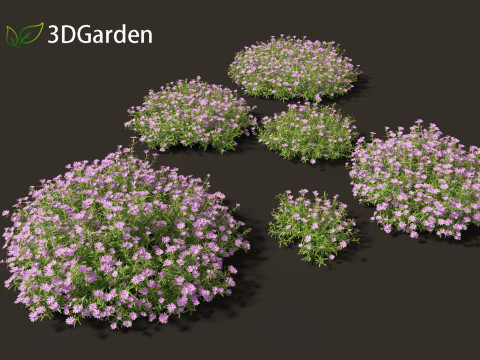 Phlox subulata - creeping phlox 01 3D 모델