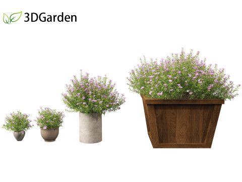 Phlox subulata - creeping phlox 02 3D-Modell