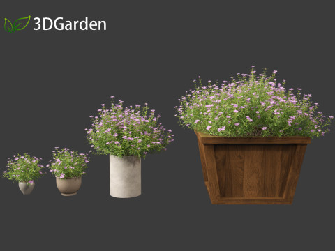 Phlox subulata - creeping phlox 02 3D-Modell