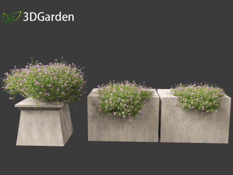 Phlox subulata - creeping phlox 02 3D-Modell