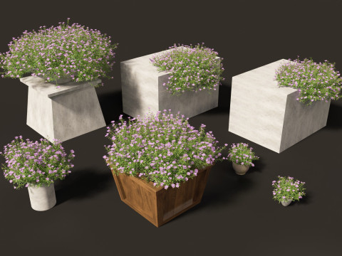 Phlox subulata - creeping phlox 02 3D-Modell