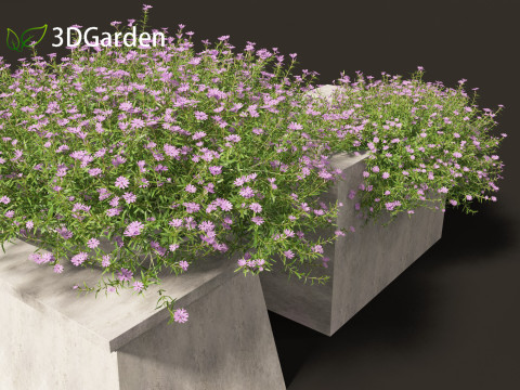 Phlox subulata - creeping phlox 02 3D-Modell