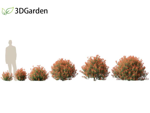 Photinia x fraseri Roodborst - Roodpuntphotinia 01 3D Model