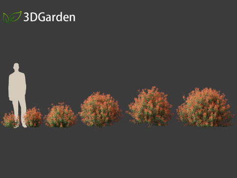 Photinia x fraseri Red Robin - Red tip photinia 01 3D Model
