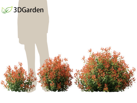 Photinia x fraseri Red Robin - Red tip photinia 01 3D Model
