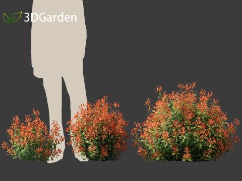 Photinia x fraseri Red Robin - Red tip photinia 01 3D Model