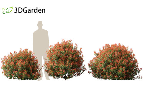 Photinia x fraseri Red Robin - Red tip photinia 01 3D Model