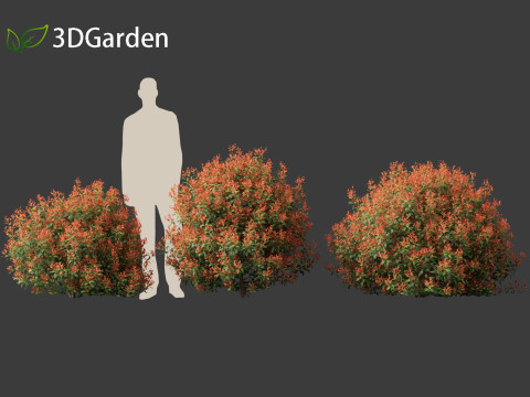 Photinia x fraseri Red Robin - Red tip photinia 01 3D Model