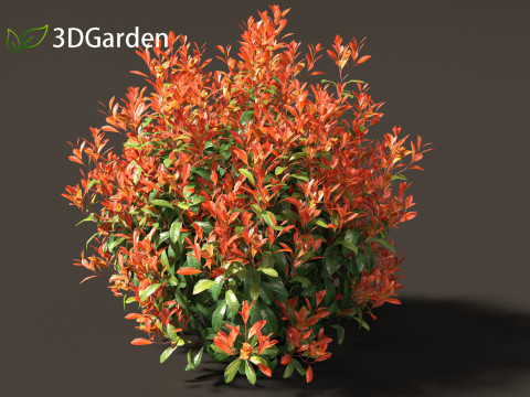 Photinia x fraseri Red Robin - Red tip photinia 01 3D Model