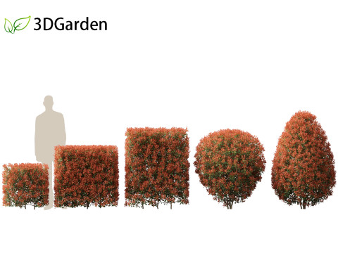Photinia x fraseri Red Robin - Red tip photinia 02 Modelo 3D