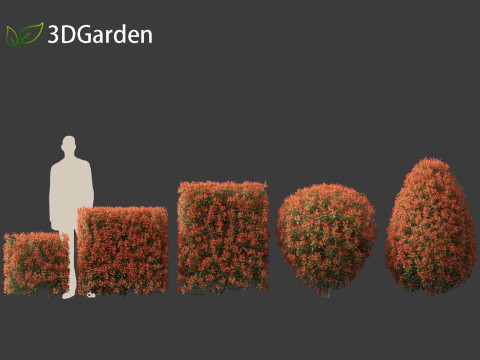 Photinia x fraseri Red Robin - Red tip photinia 02 Model 3D