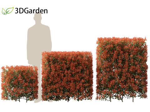 Photinia x fraseri Red Robin - Red tip photinia 02 Model 3D