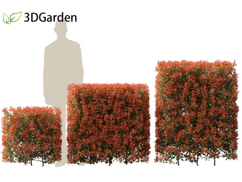 Photinia x fraseri Red Robin - Red tip photinia 02 3D Model