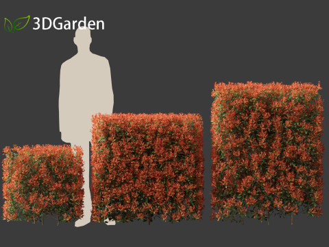 Photinia x fraseri Red Robin - Red tip photinia 02 Model 3D