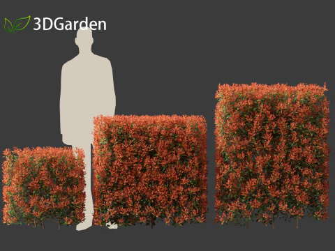 Photinia x fraseri Red Robin - Red tip photinia 02 3D Model