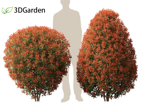 Photinia x fraseri Red Robin - Red tip photinia 02 Model 3D