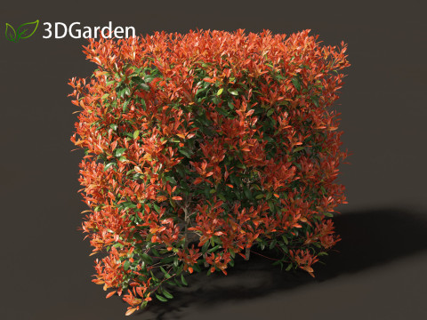 Photinia x fraseri Red Robin - Red tip photinia 02 Model 3D