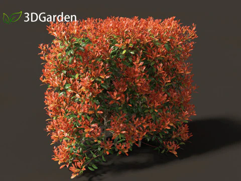 Photinia x fraseri Red Robin - Red tip photinia 02 3D Model