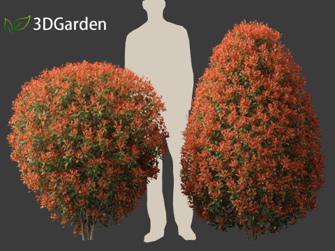 Photinia x fraseri Red Robin - Red tip photinia 02 Model 3D