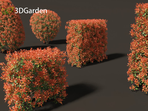 Photinia x fraseri Red Robin - Red tip photinia 02 Model 3D