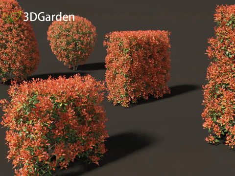 Photinia x fraseri Red Robin - Red tip photinia 02 3D Model