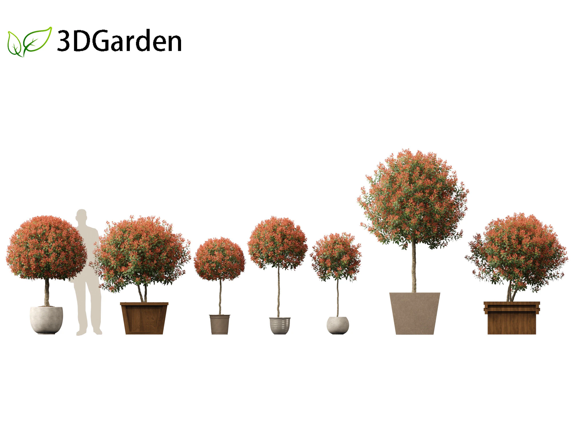 Photinia x fraseri Red Robin - Red tip photinia 03 3D Model .c4d .max .obj .3ds .fbx .stl .blend 