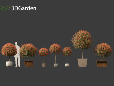 Photinia x fraseri Red Robin - Red tip photinia 03 3D Model