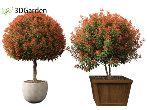 Photinia x fraseri Red Robin - Red tip photinia 03 3D Model