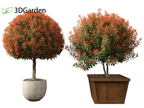 Photinia x fraseri Red Robin - Red tip photinia 03 3D Model