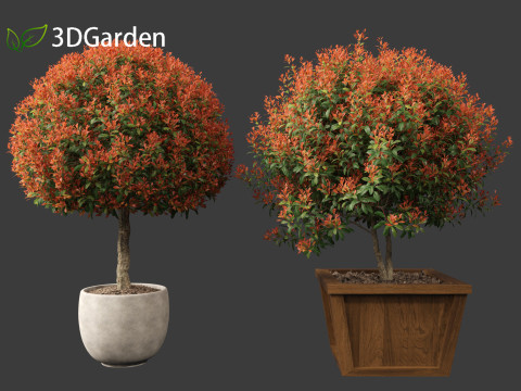 Photinia x fraseri Red Robin - Red tip photinia 03 3D Model