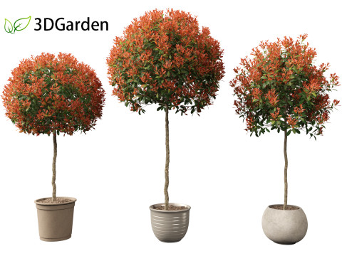 Photinia x fraseri Red Robin - Red tip photinia 03 3D Model