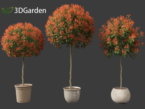 Photinia x fraseri Red Robin - Red tip photinia 03 3D Model