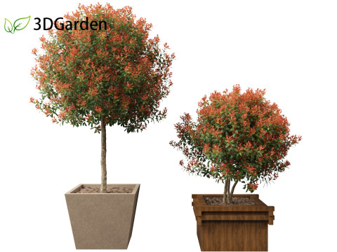 Photinia x fraseri Red Robin - Red tip photinia 03 3D Model