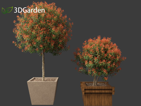 Photinia x fraseri Red Robin - Red tip photinia 03 3D Model