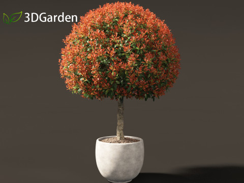 Photinia x fraseri Red Robin - Red tip photinia 03 3D Model
