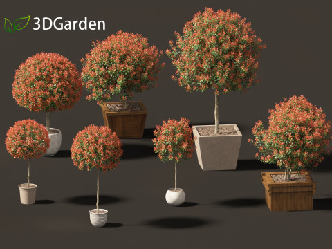 Photinia x fraseri Red Robin - Red tip photinia 03 3D Model