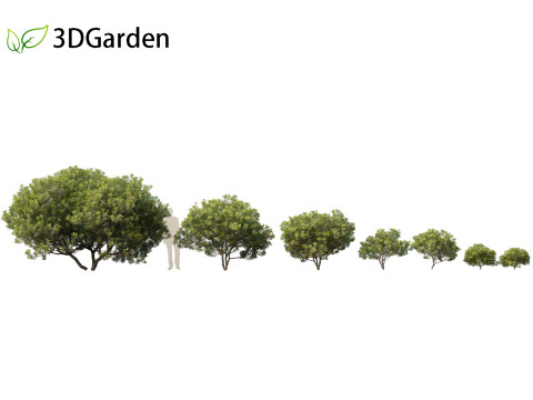 Pittosporum tobira - Japanese pittosporum 01 3D मॉडल
