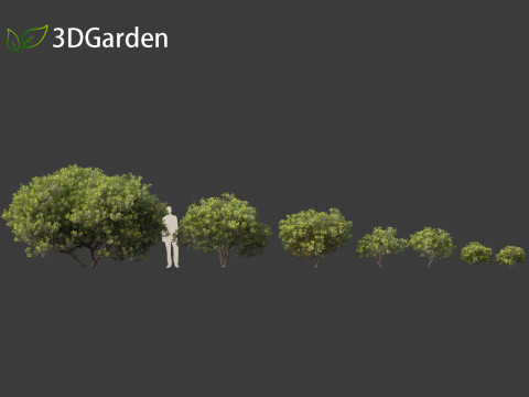 Pittosporum tobira - Japanese pittosporum 01 3D Модель